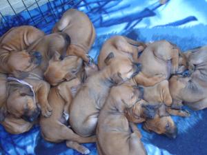 RhodesianRidgebackPuppiesforsales